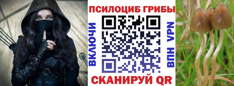 Псилоцибиновые грибы Cubensis Минусинск